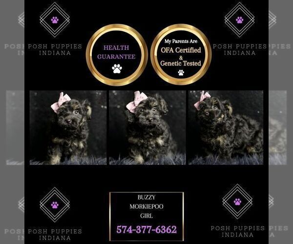 Medium Photo #2 Morkie Puppy For Sale in WARSAW, IN, USA