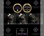 Small Photo #17 Morkie Puppy For Sale in WARSAW, IN, USA