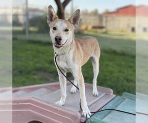 Siberian Husky-Unknown Mix Dogs for adoption in Modesto, CA, USA