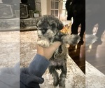 Small #2 Schnoodle (Miniature)