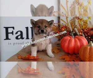 Shiba Inu Puppy for sale in MIAMI, OK, USA