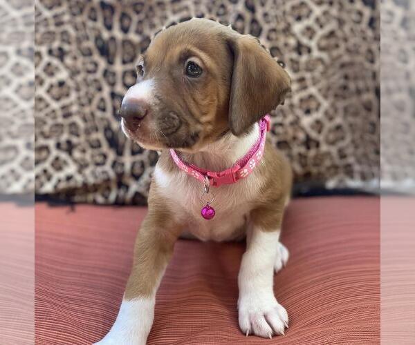 Medium Photo #3 Mutt Puppy For Sale in San Diego, CA, USA