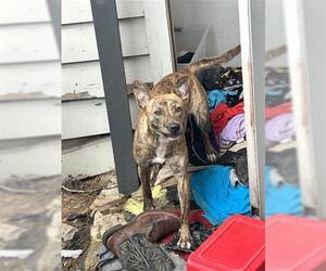 Plott Hound-Unknown Mix Dogs for adoption in Houston, TX, USA