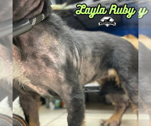 Layla Ruby - Female Dachshund-Unknown Mix Dog for Adoption - Photo #34