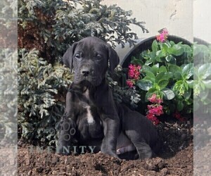 Great Dane Puppy for sale in BROGUE, PA, USA