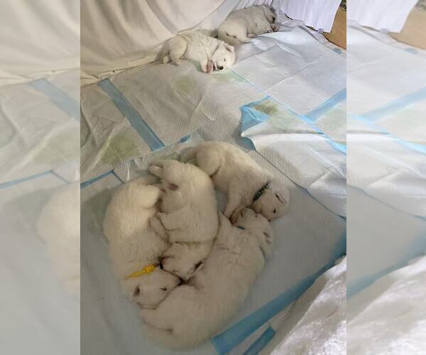 Medium Photo #4 Samoyed Puppy For Sale in DALY CITY, CA, USA