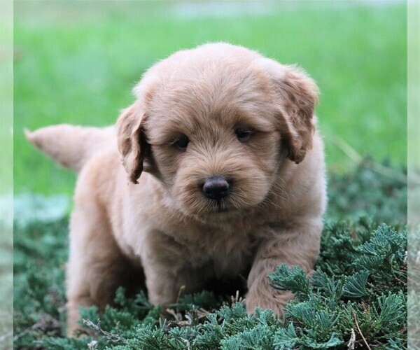 Medium Photo #13 Labradoodle Puppy For Sale in SYRACUSE, IN, USA