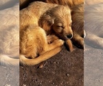 Small Photo #16 Golden Retriever Puppy For Sale in ORCHARD, NE, USA