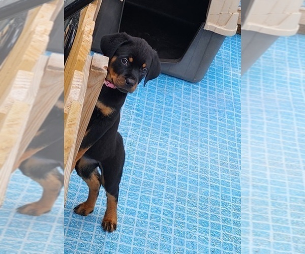 Medium Photo #10 Rottweiler Puppy For Sale in DES MOINES, IA, USA