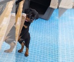 Small Photo #10 Rottweiler Puppy For Sale in DES MOINES, IA, USA