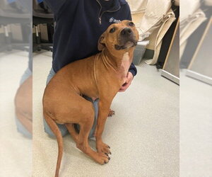 Mutt Dogs for adoption in Boston, MA, USA