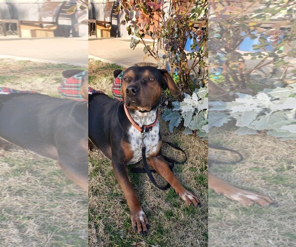 Medium Photo #3 Treeing Walker Coonhound-Unknown Mix Puppy For Sale in Guthrie, OK, USA