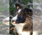 Small Photo #13 Shetland Sheepdog Puppy For Sale in PRINCETON, MN, USA