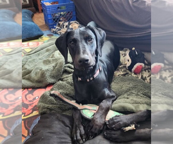 Medium Photo #10 Doberman Pinscher Puppy For Sale in Buffalo, MN, USA