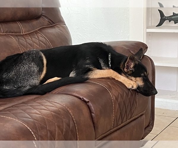 Medium Photo #1 German Shepherd Dog Puppy For Sale in BRADENTON, FL, USA