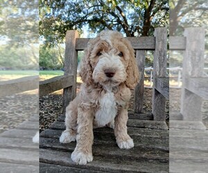 Poodle (Standard) Puppy for sale in HEATH, TX, USA