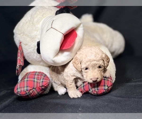 Medium Photo #6 Poodle (Miniature) Puppy For Sale in DUNDEE, OH, USA