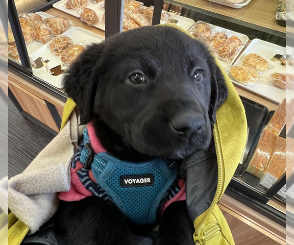 Medium Photo #1 Great Pyrenees-Unknown Mix Puppy For Sale in Brooklyn, NY, USA