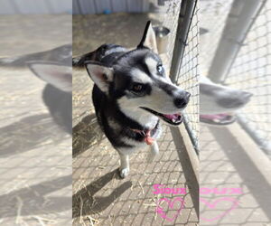 Siberian Husky Dogs for adoption in Monte Vista, CO, USA