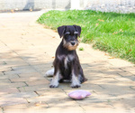 Small Photo #4 Schnauzer (Miniature) Puppy For Sale in SYRACUSE, IN, USA