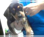 Small Great Pyrenees-Rottweiler Mix
