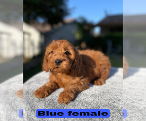 Goldendoodle (Miniature) Puppy for sale in BAKERSFIELD, CA, USA