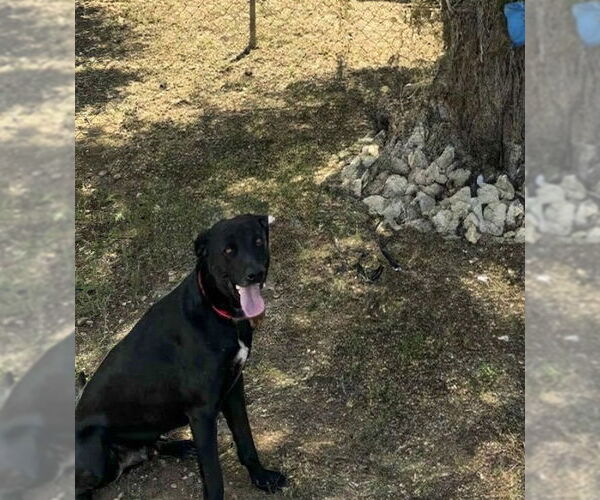 Medium Photo #3 Labrador Retriever-Unknown Mix Puppy For Sale in San Diego, CA, USA
