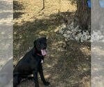 Small #2 Labrador Retriever Mix