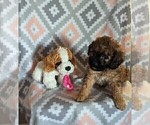 Puppy 4 Cavapoo-Poodle (Miniature) Mix