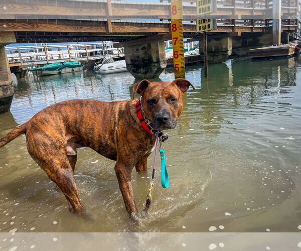 Medium Photo #10 American Staffordshire Terrier-Labrador Retriever Mix Puppy For Sale in Newport Beach, CA, USA
