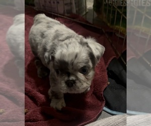 French Bulldog Litter for sale in MOORE, OK, USA