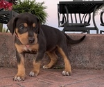 Small Photo #2 Catahoula Leopard Dog Puppy For Sale in GERMANTOWN, IL, USA