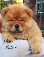 Chow Chow Puppy for sale in CHERRY HILLS, CO, USA