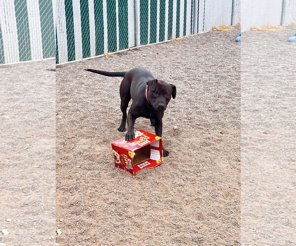 Medium Photo #4 Labrador Retriever-Unknown Mix Puppy For Sale in Webster, WI, USA