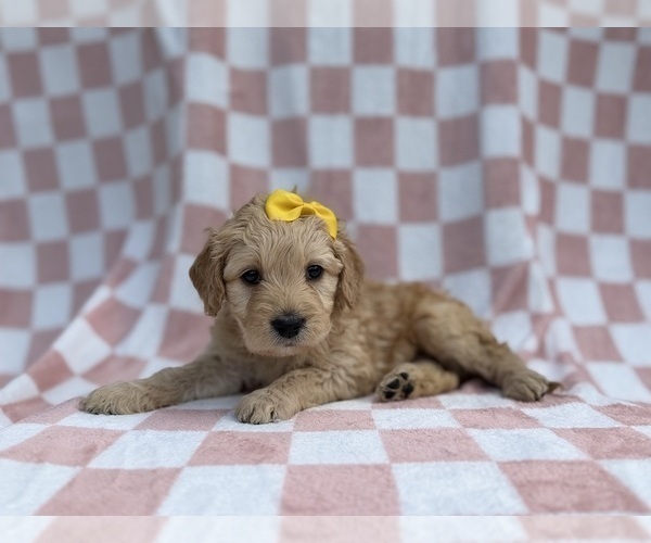 Medium Photo #1 Goldendoodle Puppy For Sale in LAKELAND, FL, USA