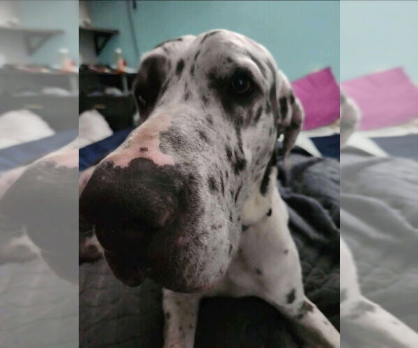 Medium Photo #4 Great Dane Puppy For Sale in Bullard, TX, USA