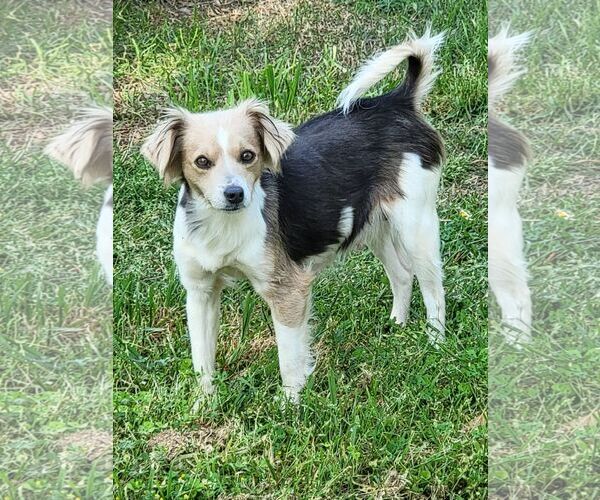 Medium Photo #2 Chihuahua-Colonial Cocker Spaniel Mix Puppy For Sale in Wetumpka, AL, USA
