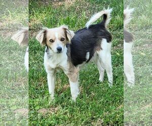 260246  Cookie - Female Chihuahua-Colonial Cocker Spaniel Mix Dog for Adoption - Photo #2