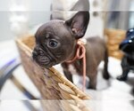 Small #3 French Bulldog