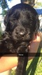 Small Photo #1 Goldendoodle Puppy For Sale in WINCHESTER, IN, USA