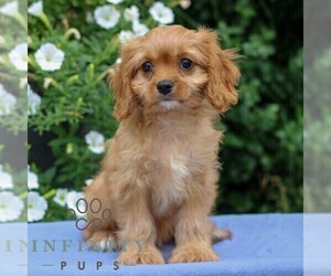 Cavapoo Puppy for sale in EAST EARL, PA, USA