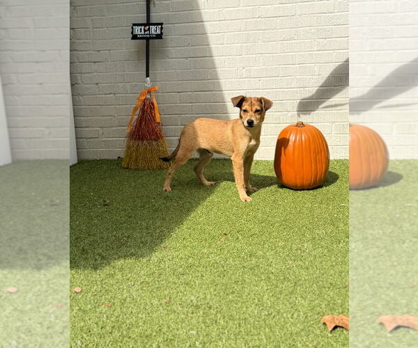 Medium Photo #2 Mutt Puppy For Sale in Canton, CT, USA