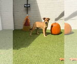 Small #1 Mutt