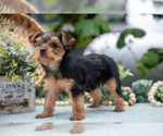 Small #4 Shorkie Tzu