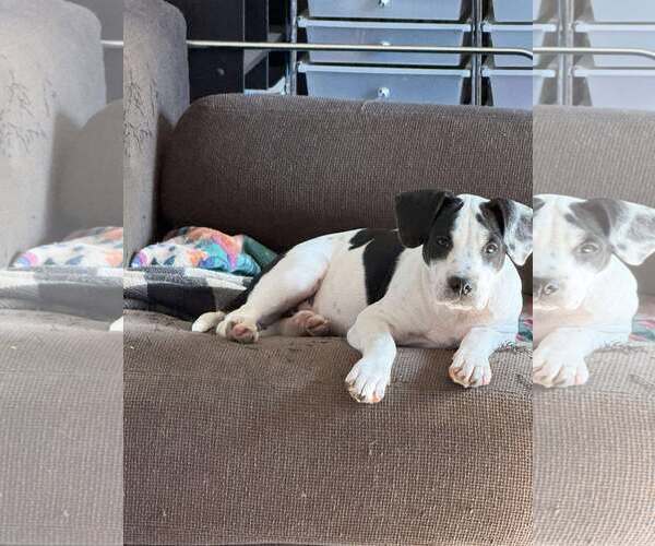 Medium Photo #9 Pointer-Unknown Mix Puppy For Sale in pomfret, CT, USA