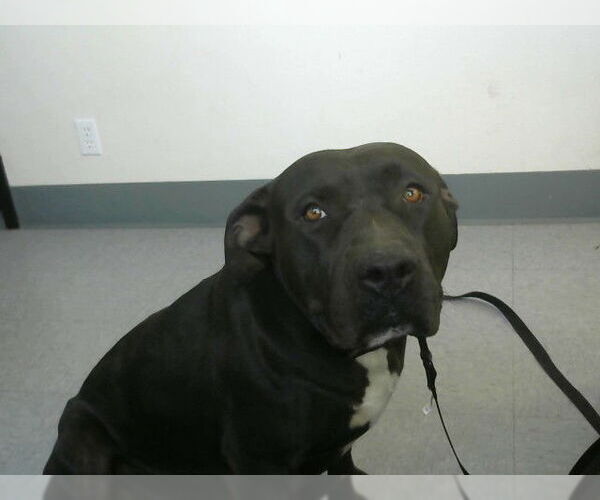 Medium Photo #1 American Pit Bull Terrier Puppy For Sale in Big Bear City, CA, USA