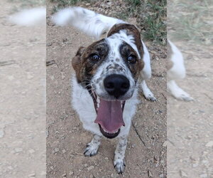 Chandler Friends - Male Great Pyrenees-Unknown Mix Dog for Adoption - Photo #2