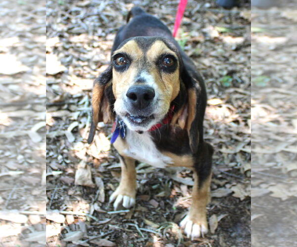 Medium Photo #11 Beagle Puppy For Sale in Dunnellon, FL, USA