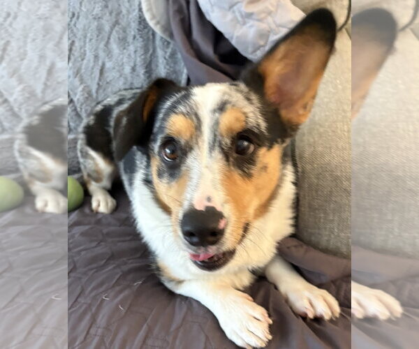 Medium Photo #6 Mutt Puppy For Sale in Valrico, FL, USA