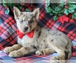 Small Photo #5 Pomsky Puppy For Sale in LANCASTER, PA, USA